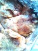 IMG_20160402_152950.jpg