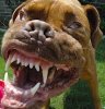 dog_04.jpg