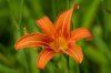 lilija_24_small.jpg