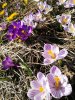 IMG_20170411_105241.jpg