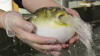 cropped_image_l.png