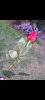 Screenshot_20211024-095914_Gallery.jpg