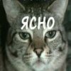 Ясно.jpg