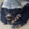 Ratel