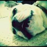 Huxley