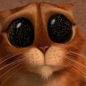 Grumpy cat