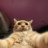 OMGcat